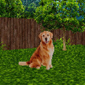 Take Care of the Dog